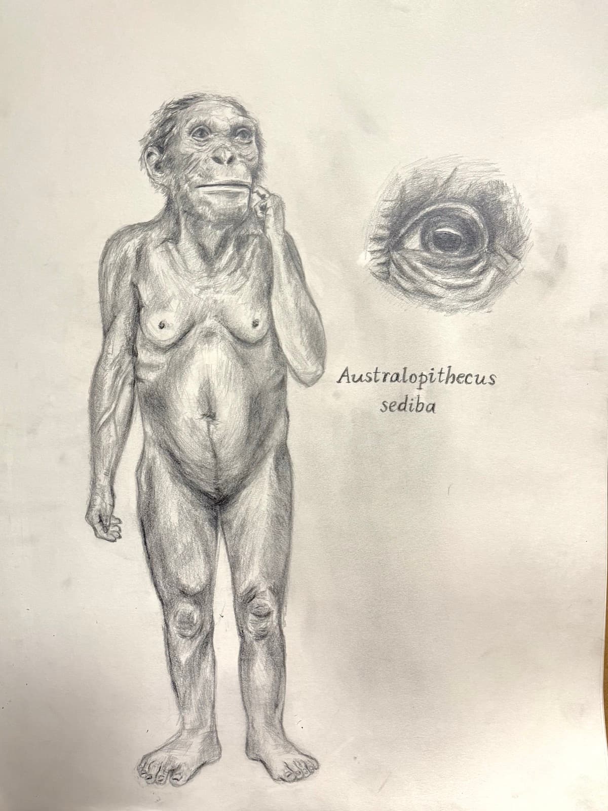 Graphite anatomical study of Australopithecus sediba, full figure and eye detail